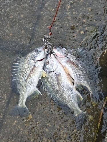 キビレの釣果