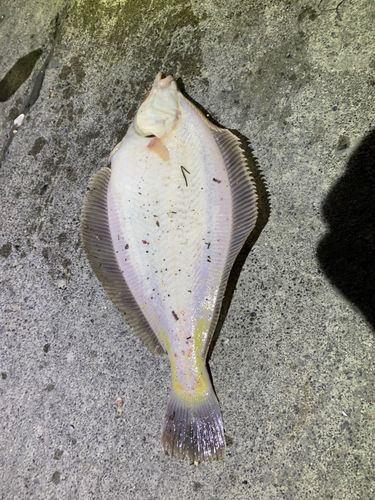 カレイの釣果