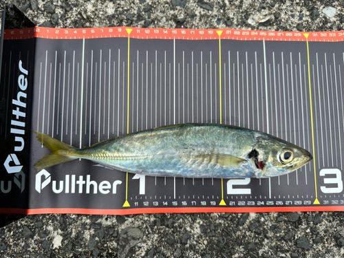 マルアジの釣果