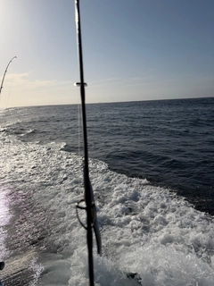 イナダの釣果