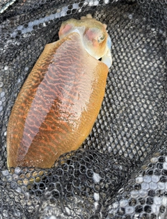 コウイカの釣果