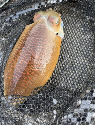 コウイカの釣果