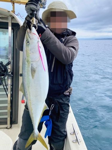 ブリの釣果