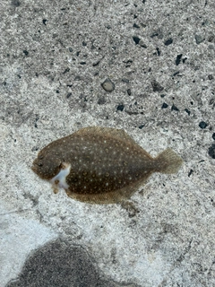 ソゲの釣果