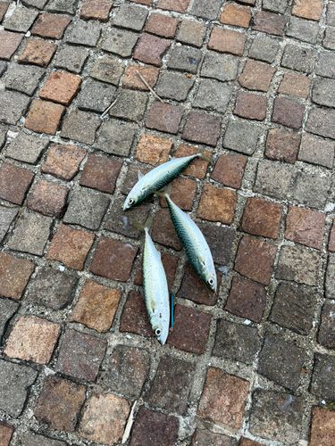 ゴマサバの釣果