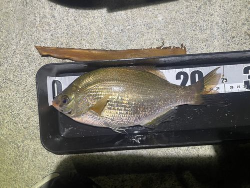 ウミタナゴの釣果