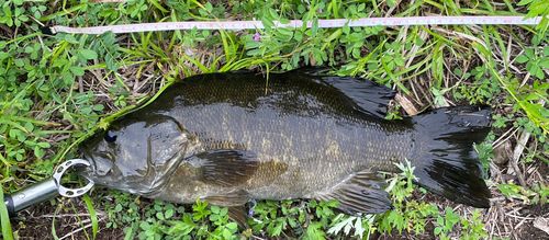 スモールマウスバスの釣果