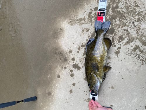 スモールマウスバスの釣果