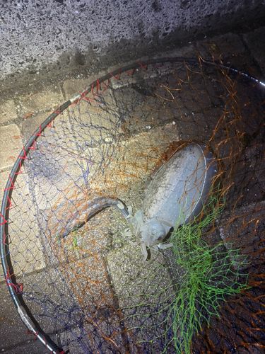 シリヤケイカの釣果