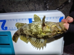 カサゴの釣果