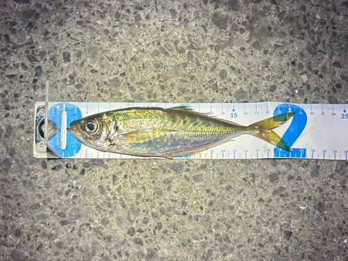 マアジの釣果