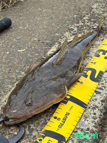 マゴチの釣果