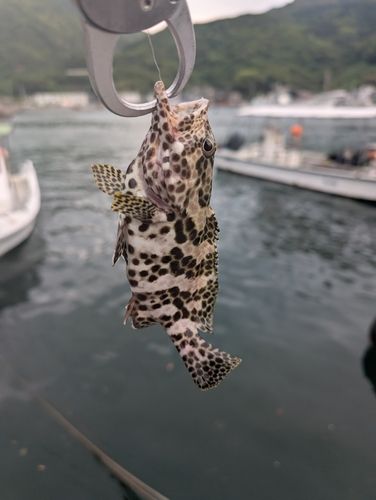 カンモンハタの釣果