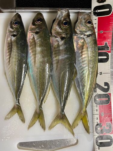 アジの釣果