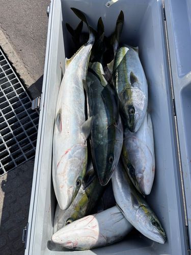 ブリの釣果