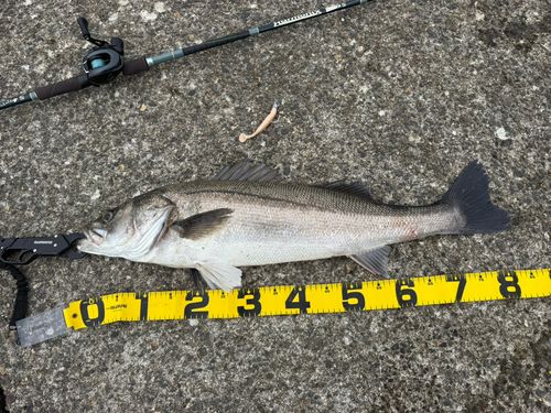スズキの釣果