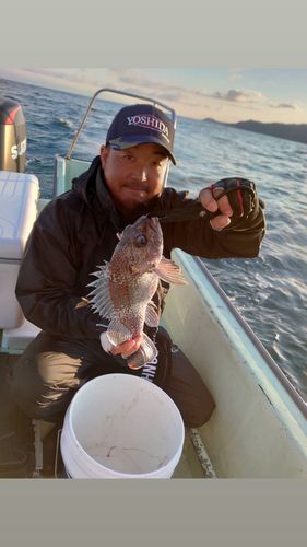 マゾイの釣果
