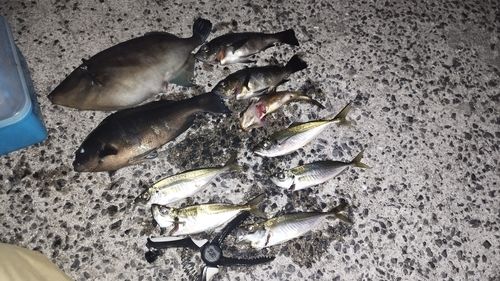 ウマヅラハギの釣果