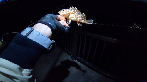 ガシラの釣果
