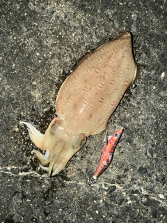 モンゴウイカの釣果