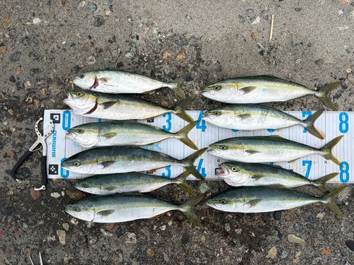 フクラギの釣果
