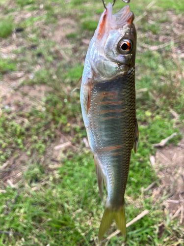 オイカワの釣果