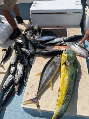 キハダマグロの釣果