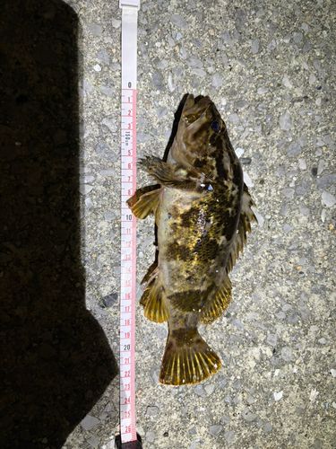 タケノコメバルの釣果