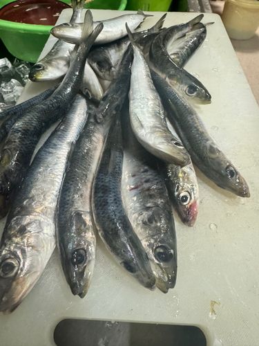 イワシの釣果