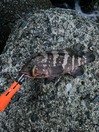 アコウの釣果