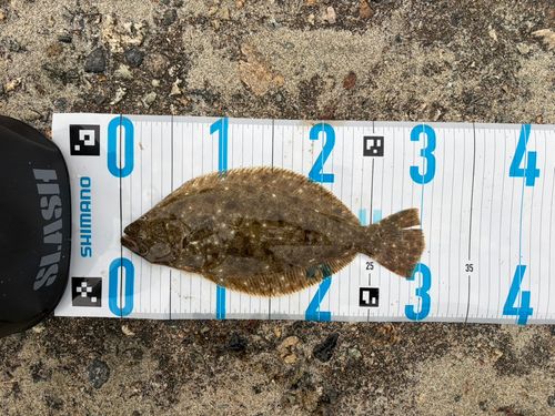 ソゲの釣果