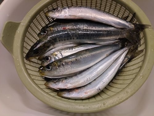 イワシの釣果