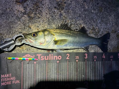 フッコ（マルスズキ）の釣果