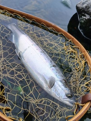 ヒメマスの釣果