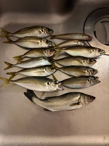 セイゴ（ヒラスズキ）の釣果