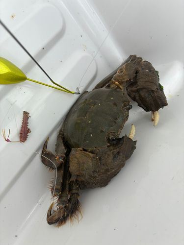モクズガニの釣果