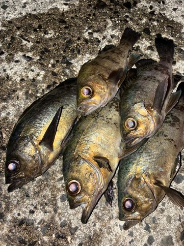 メバルの釣果