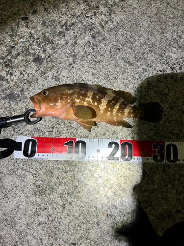 アコウの釣果