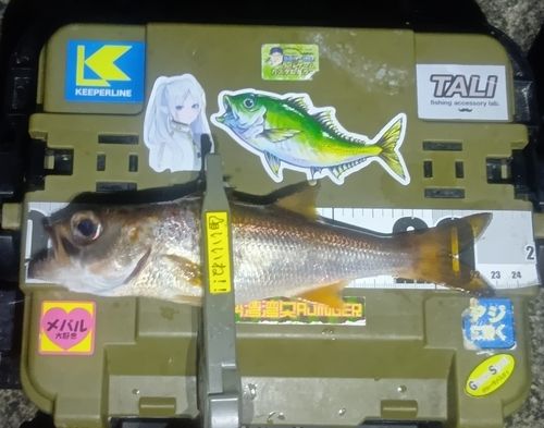クロムツの釣果