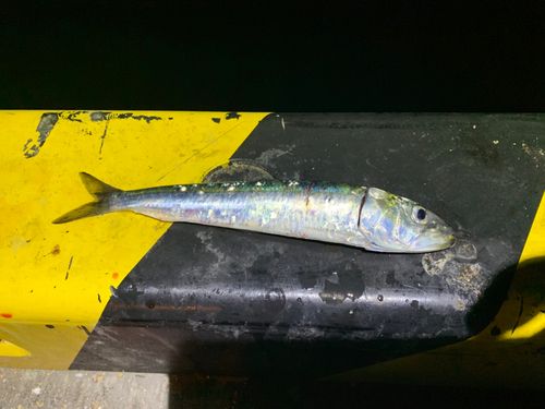 タイの釣果
