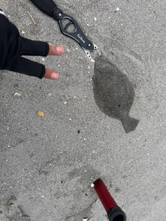 ソゲの釣果
