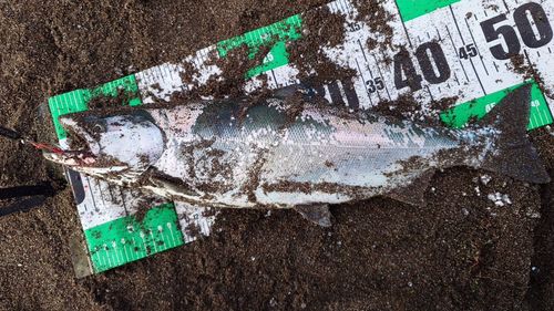 サクラマスの釣果