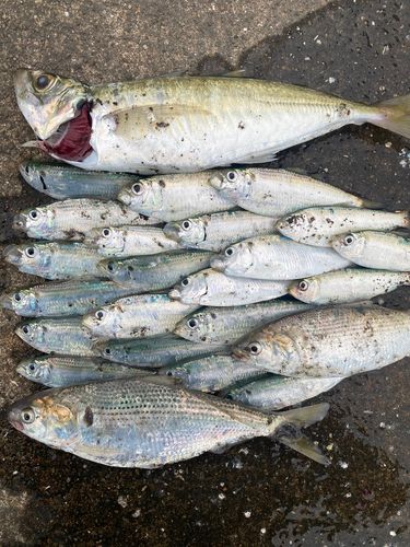 アジの釣果