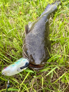 マナマズの釣果