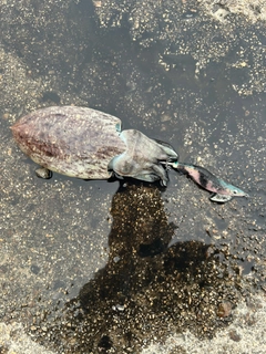 コウイカの釣果