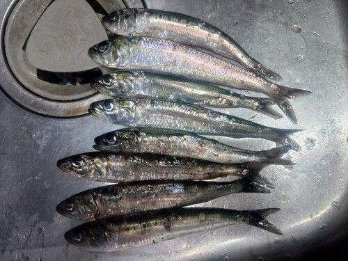 イワシの釣果