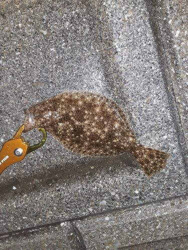 ソゲの釣果