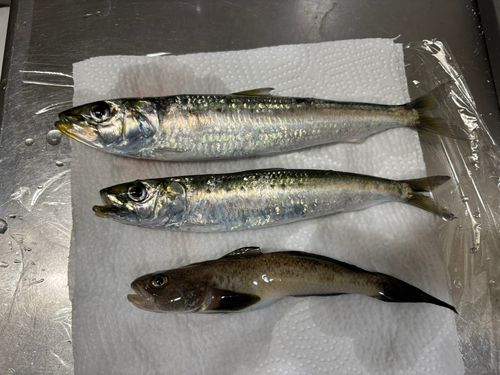 ウロハゼの釣果