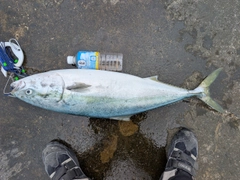 ブリの釣果