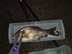 ウミタナゴの釣果